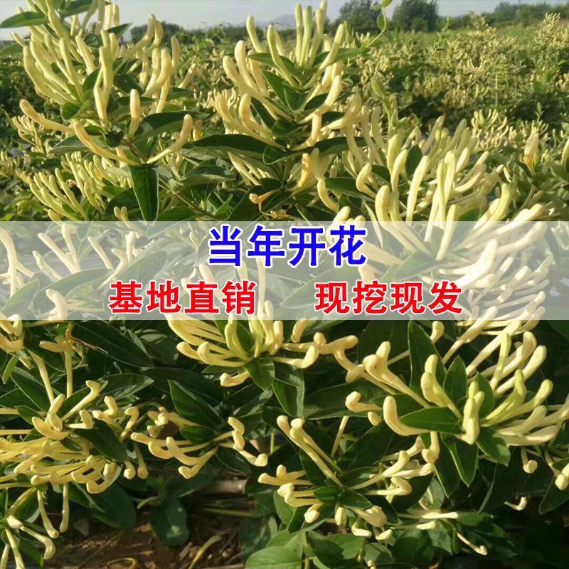 四季金银花树苗盆栽地栽产量高易成活基地直销