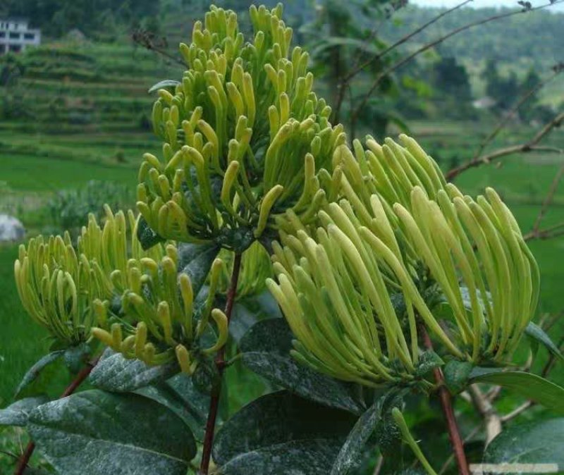 四季金银花树苗盆栽地栽产量高易成活基地直销