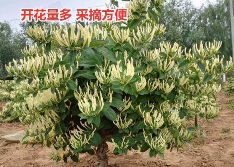 四季金银花树苗盆栽地栽产量高易成活基地直销