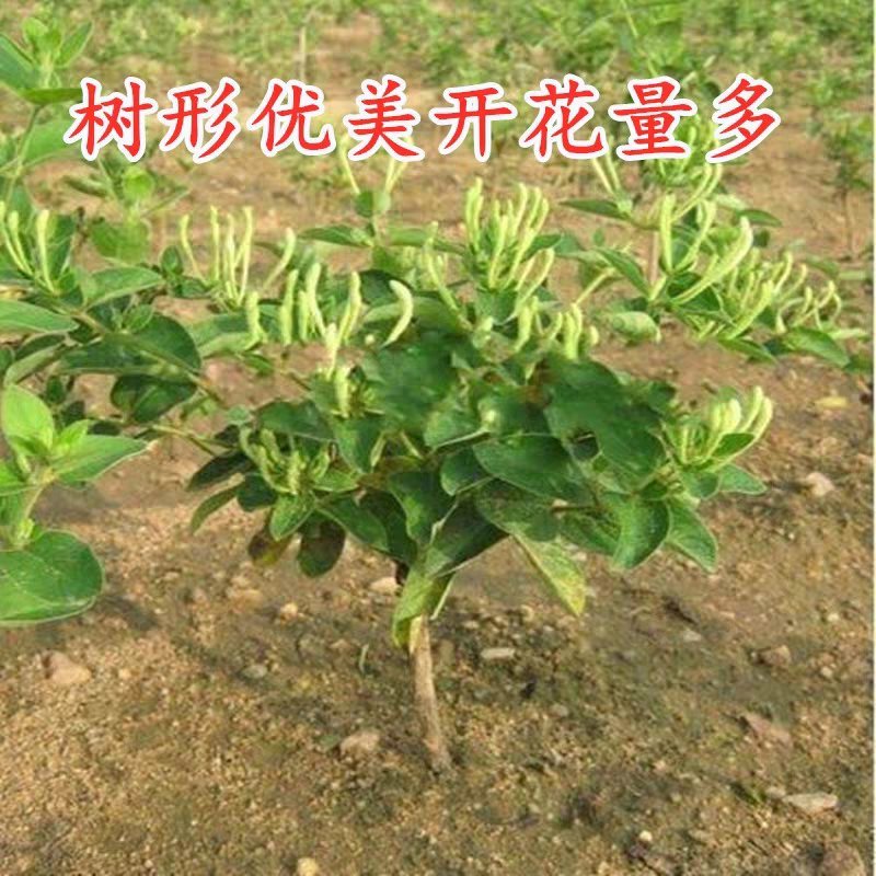 四季金银花树苗盆栽地栽产量高易成活基地直销