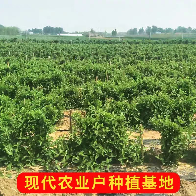 四季金银花树苗盆栽地栽产量高易成活基地直销