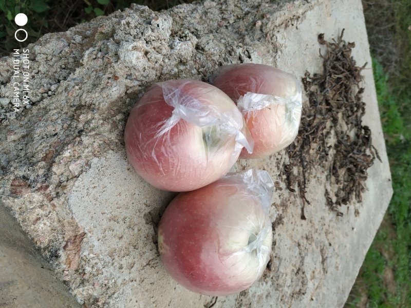 夏县膜代红富士苹果