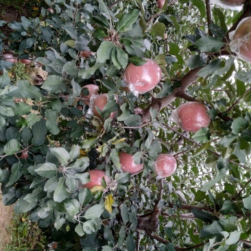 夏县膜代红富士苹果