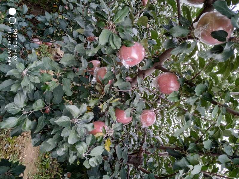 夏县膜代红富士苹果