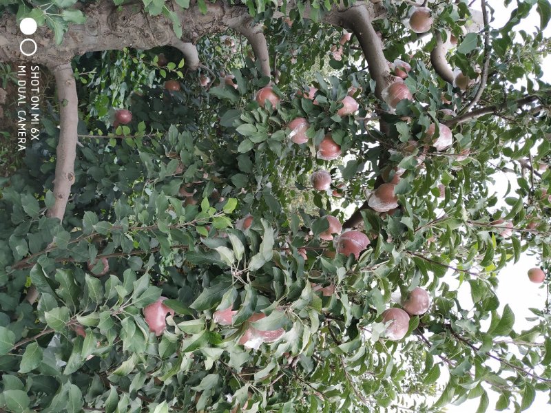 夏县膜代红富士苹果