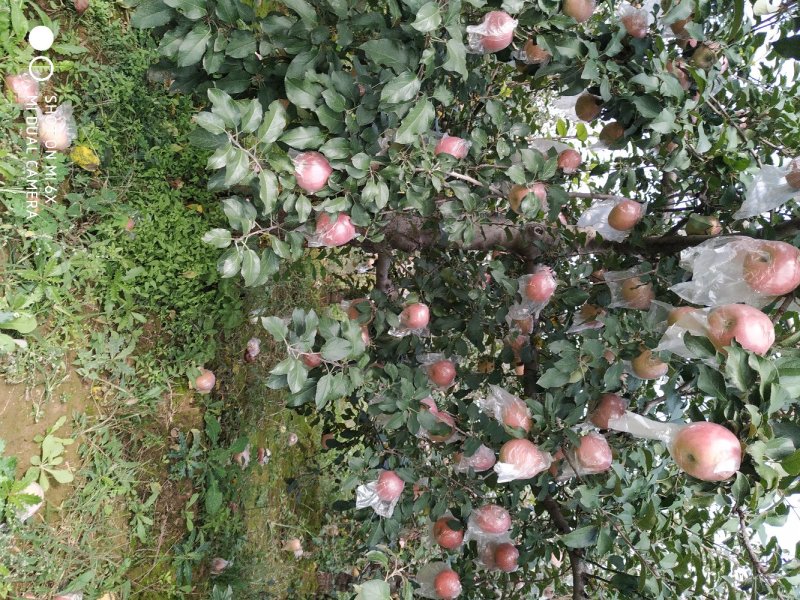 夏县膜代红富士苹果