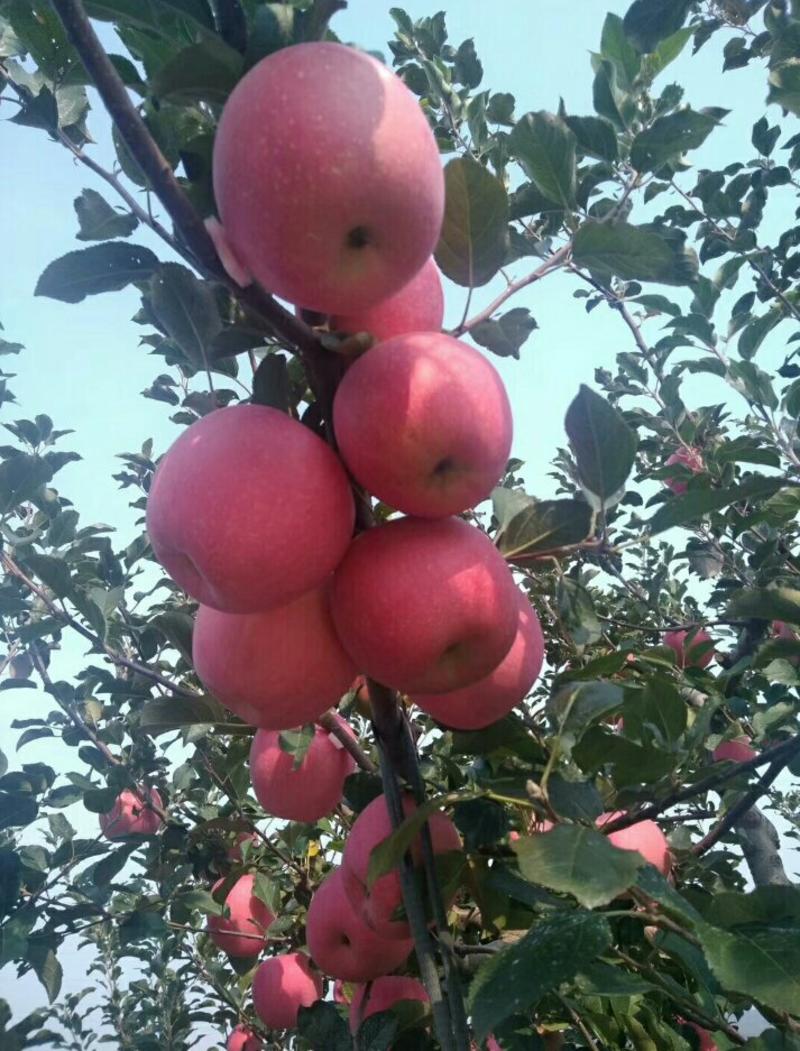 红富士苹果苗，烟富、维纳斯、2001苹果苗
