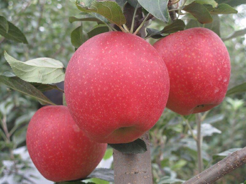 红富士苹果苗，烟富、维纳斯、2001苹果苗