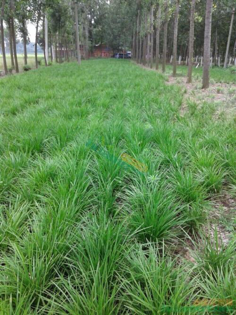 麦冬苗，麦冬草，玉龙草，细叶麦冬苗草平