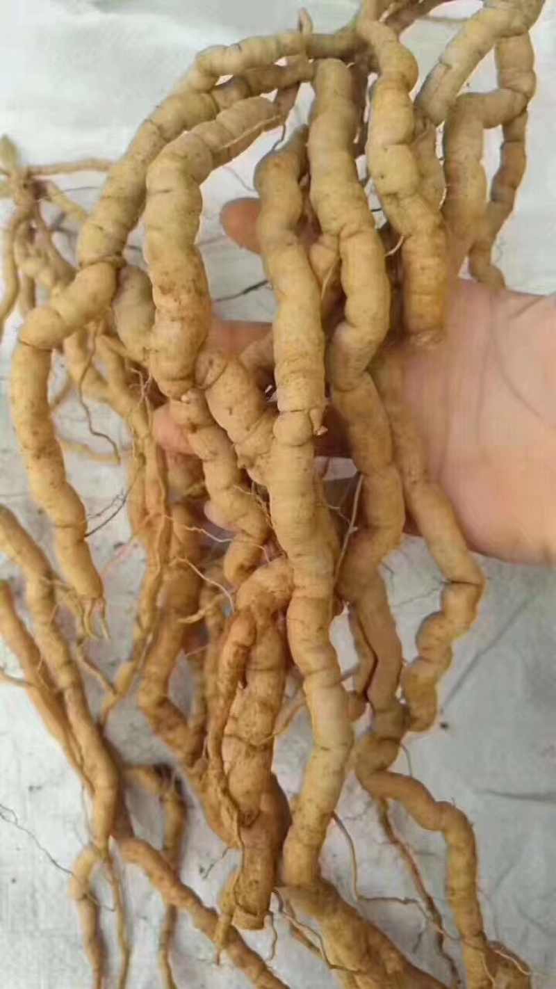 野生巴戟天