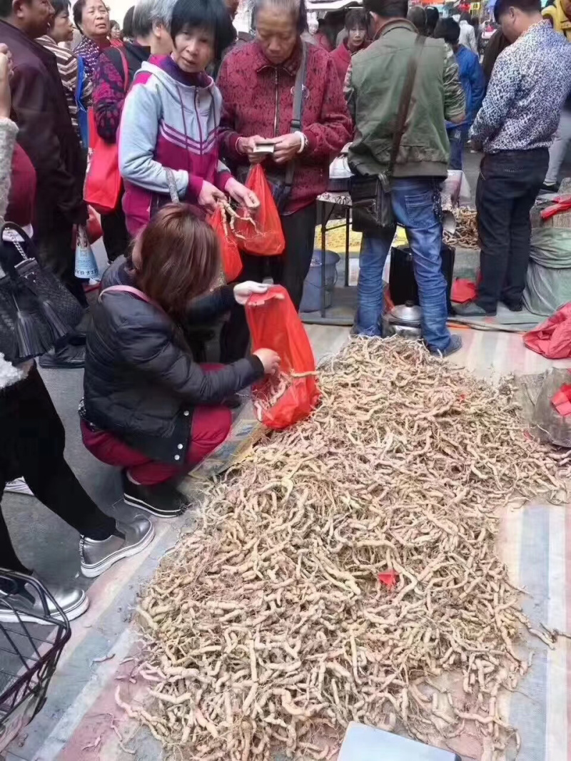 野生巴戟天