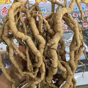 野生巴戟天