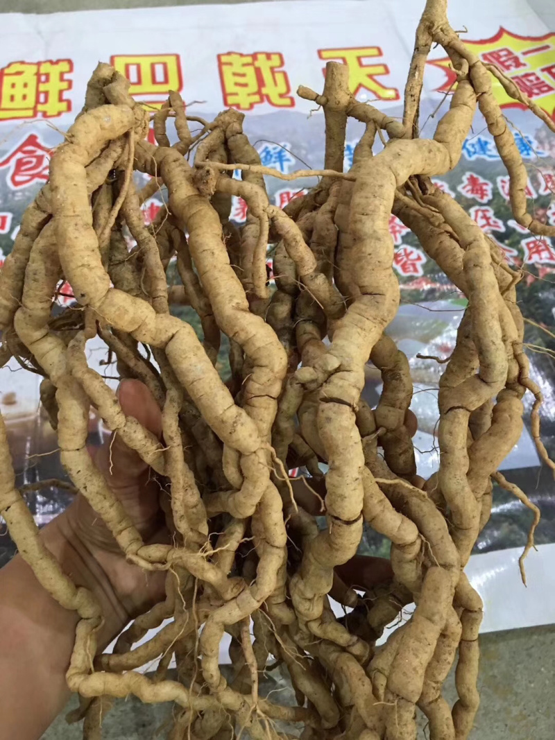 野生巴戟天