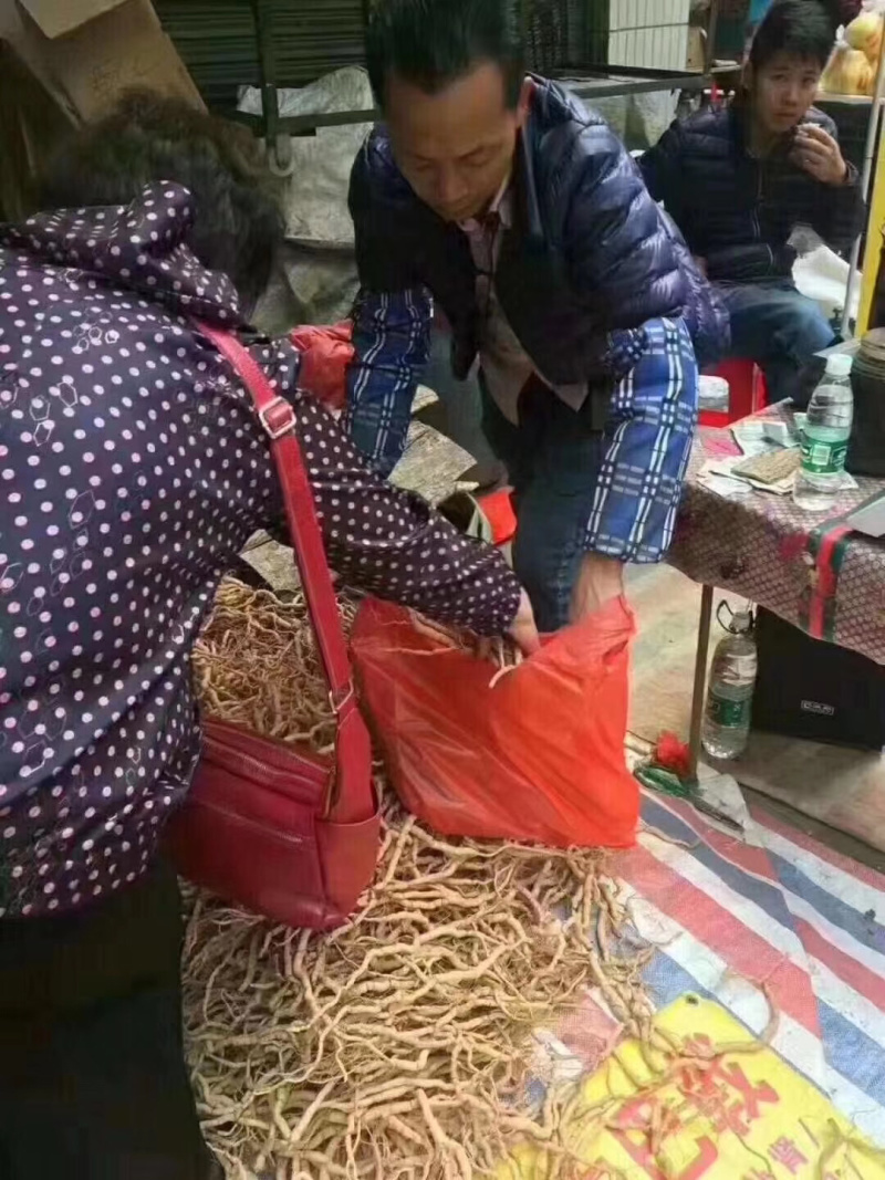 野生巴戟天