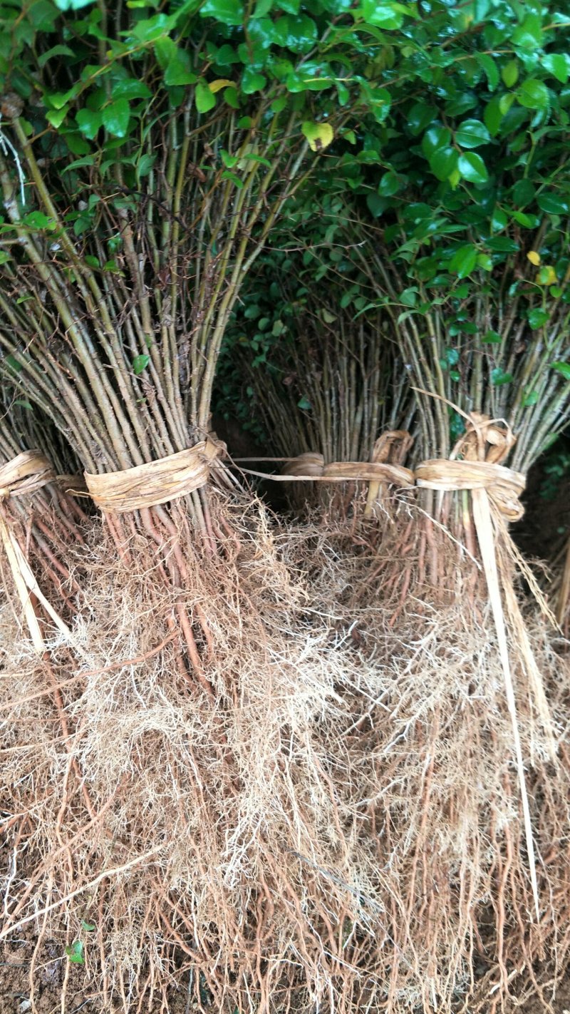 马甲子，铁篱笆，马甲刺苗