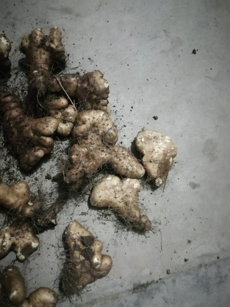 灵芝山药佛手山药