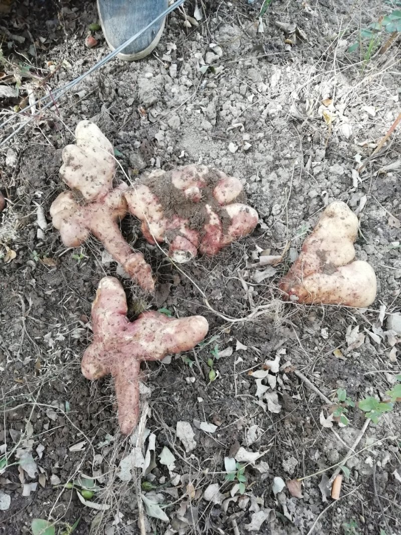灵芝山药佛手山药