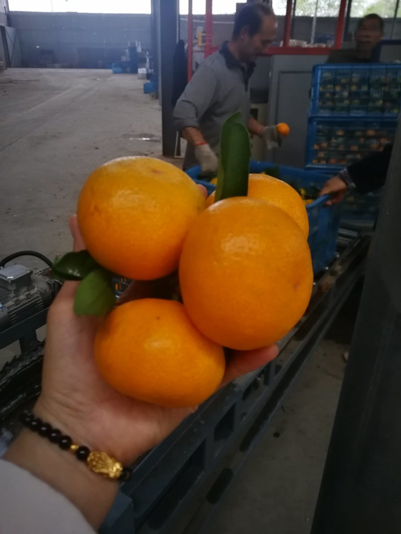 精品湖北蜜橘柑桔特早蜜橘皮薄肉厚诚信供应蜜橘