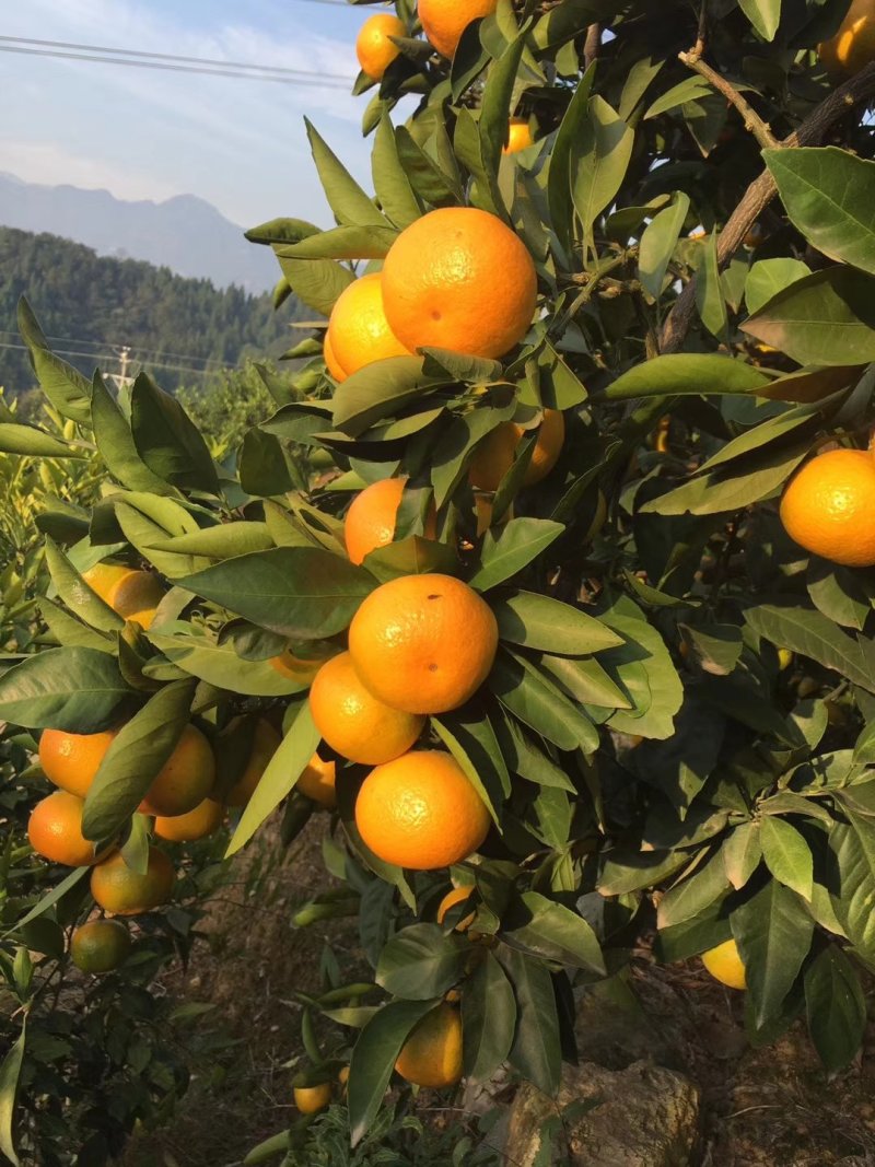 精品湖北蜜橘柑桔特早蜜橘皮薄肉厚诚信供应蜜橘