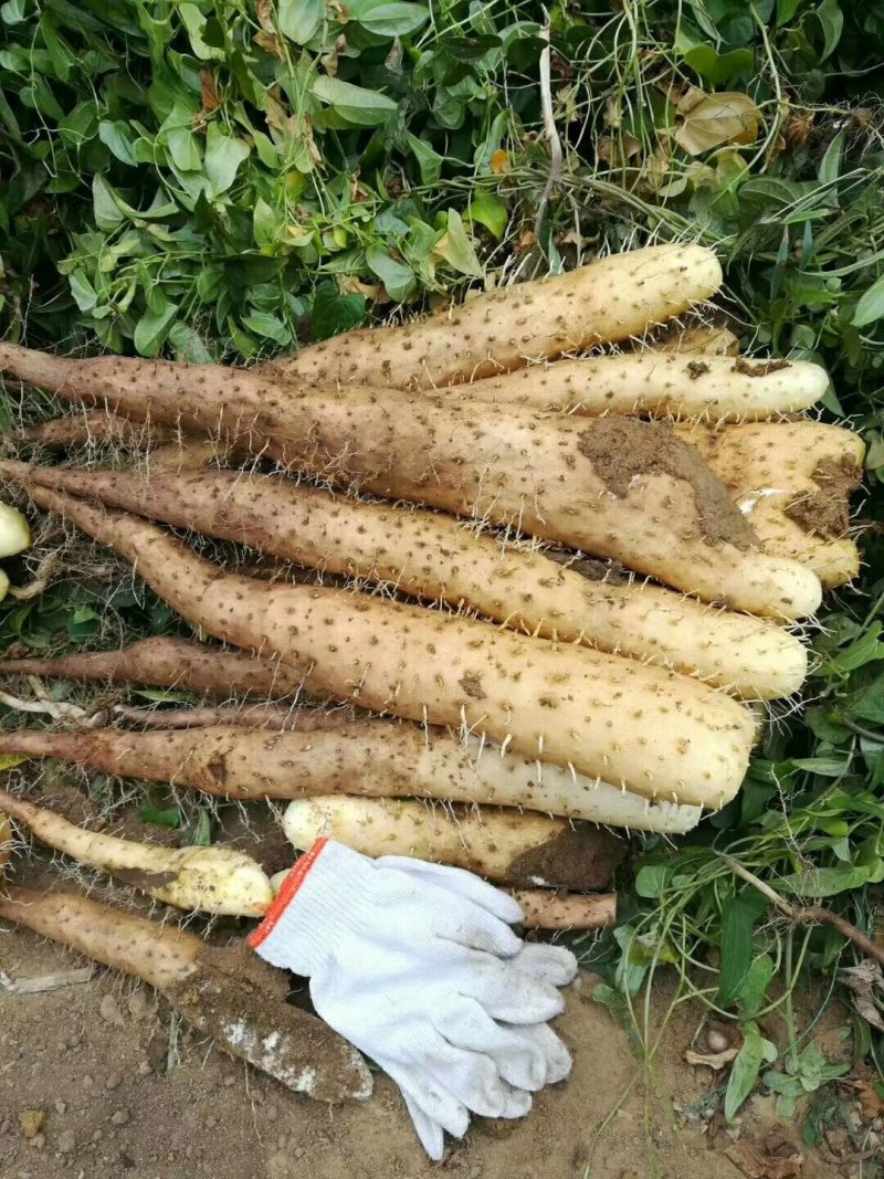 灵芝山药佛手山药