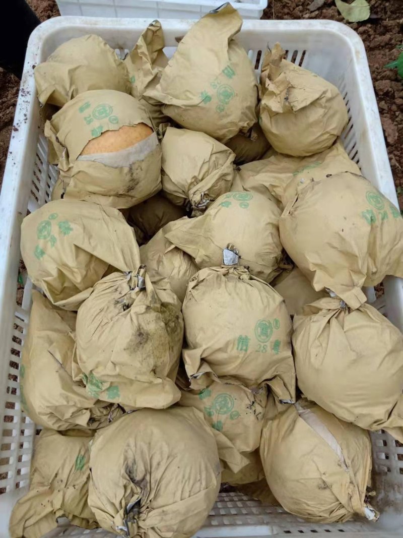 梨