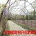 紫藤花苗庭院藤爬易成活包质量