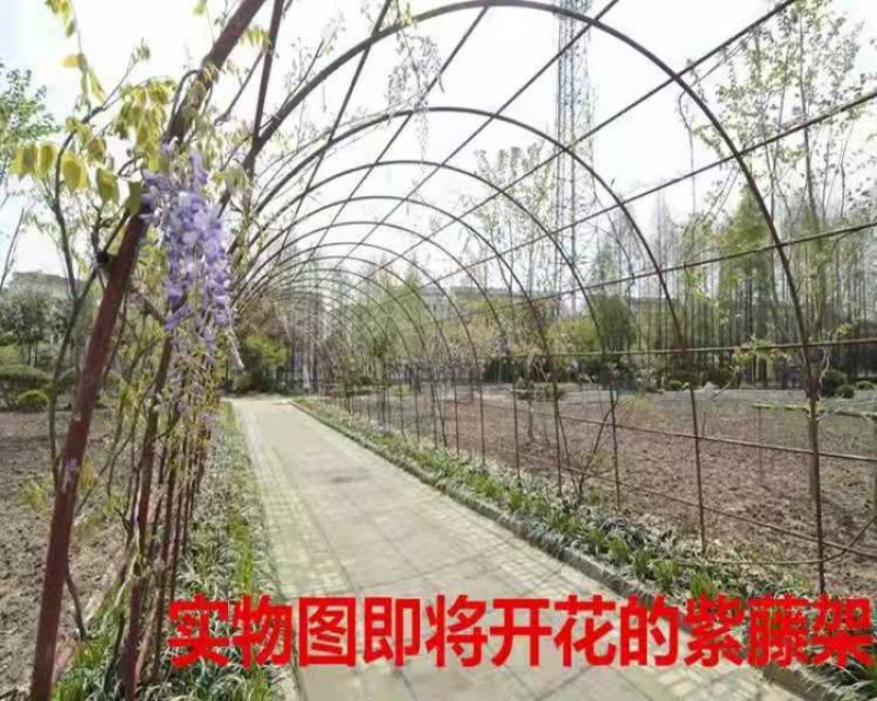 紫藤花苗庭院藤爬易成活包质量