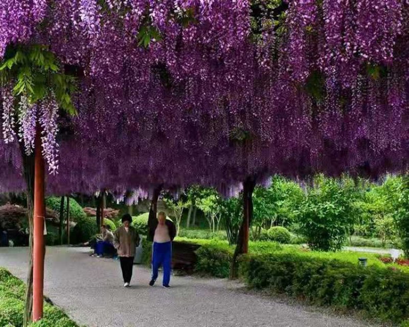 紫藤花苗庭院藤爬易成活包质量