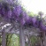 紫藤花苗庭院藤爬易成活包质量