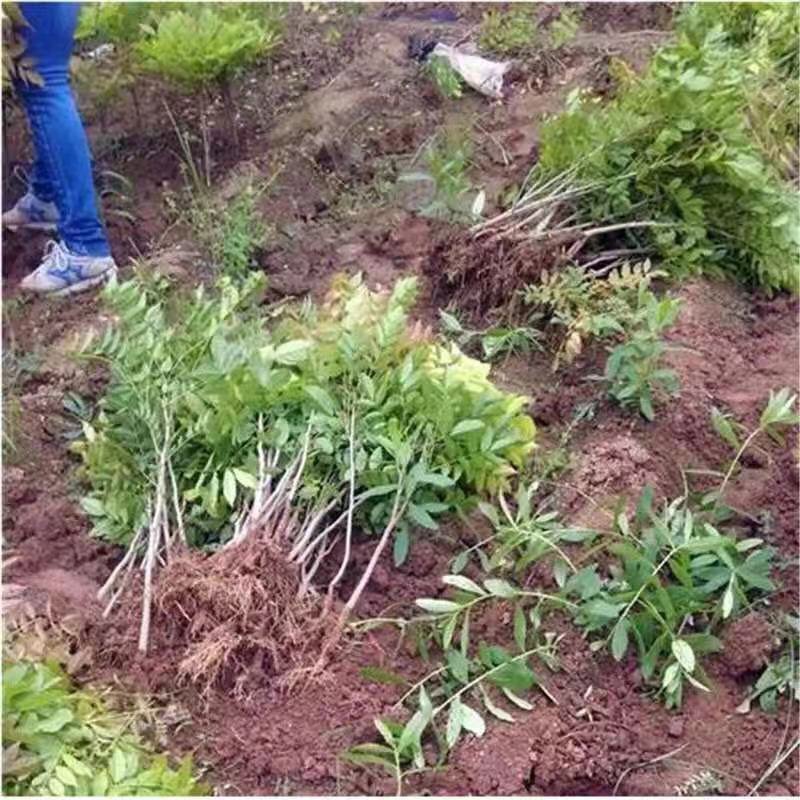 紫藤花苗庭院藤爬易成活包质量