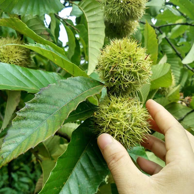 大红袍有机板栗树苗产量高当年结果口感香甜