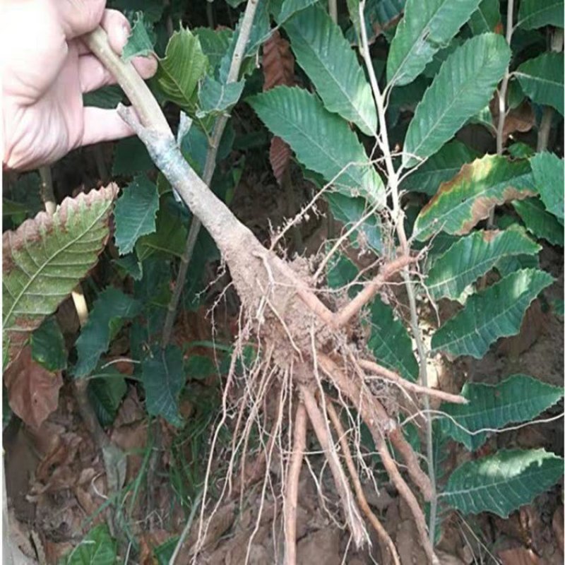 大红袍有机板栗树苗产量高当年结果口感香甜