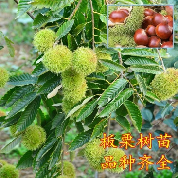 大红袍有机板栗树苗产量高当年结果口感香甜