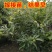 大红袍有机板栗树苗产量高当年结果口感香甜