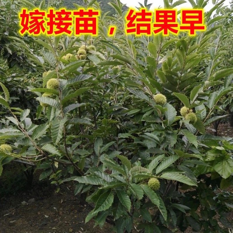 大红袍有机板栗树苗产量高当年结果口感香甜