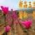 娇红一号玉兰树【速生生长速度快】南方北方都可种植成活率高