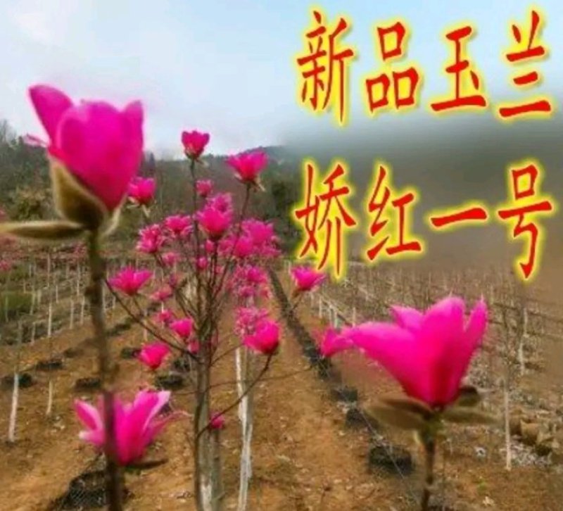 娇红一号玉兰树【速生生长速度快】南方北方都可种植成活率高
