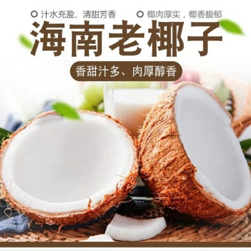 海南去皮椰子毛椰老椰子三亚椰青