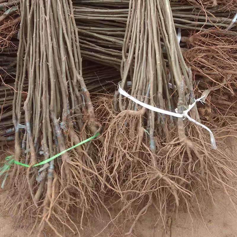大红袍有机板栗树苗产量高当年结果口感香甜