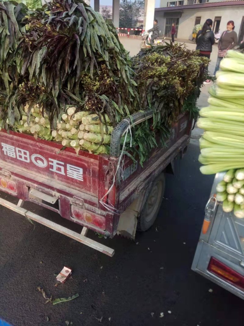 红叶莴笋大量供应，无空红皮青肉，诚实守信