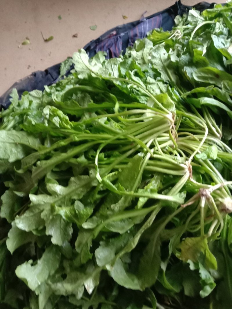 荠菜多年种植基地，大量供应加工厂和商超，批发市场