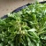 荠菜多年种植基地，大量供应加工厂和商超，批发市场