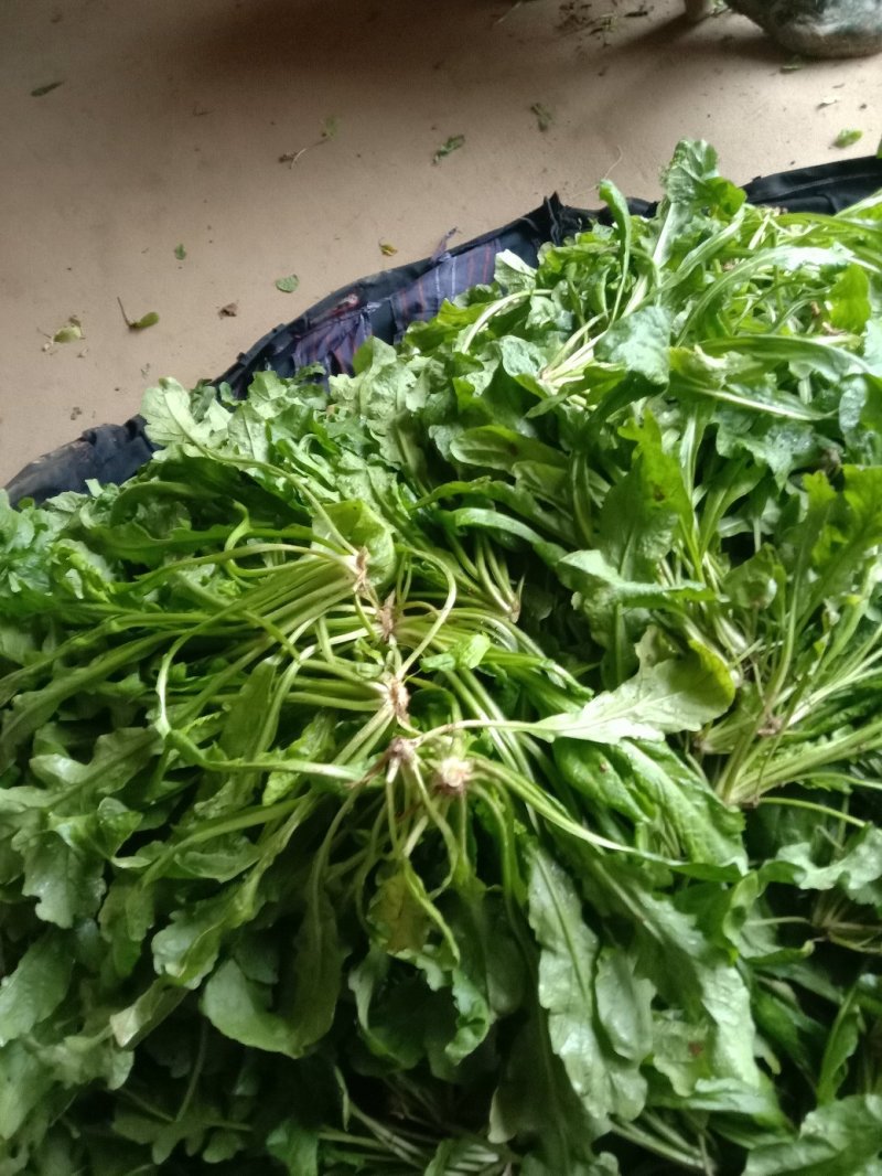 荠菜多年种植基地，大量供应加工厂和商超，批发市场