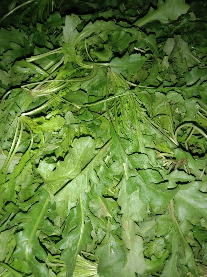 荠菜多年种植基地，大量供应加工厂和商超，批发市场