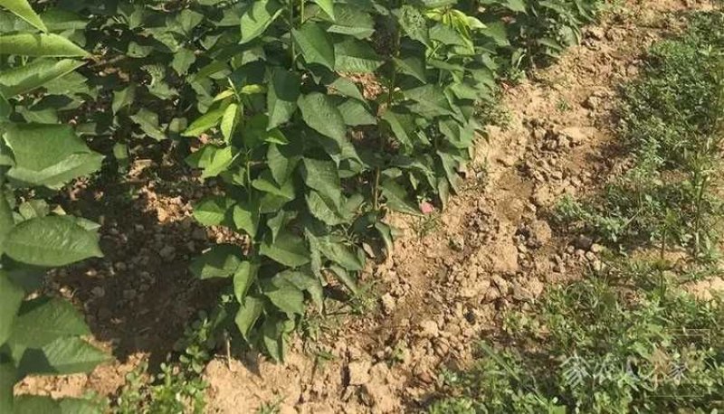 俄罗斯8号大樱桃苗产量高易成活品质保证