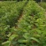 俄罗斯8号大樱桃苗产量高易成活品质保证
