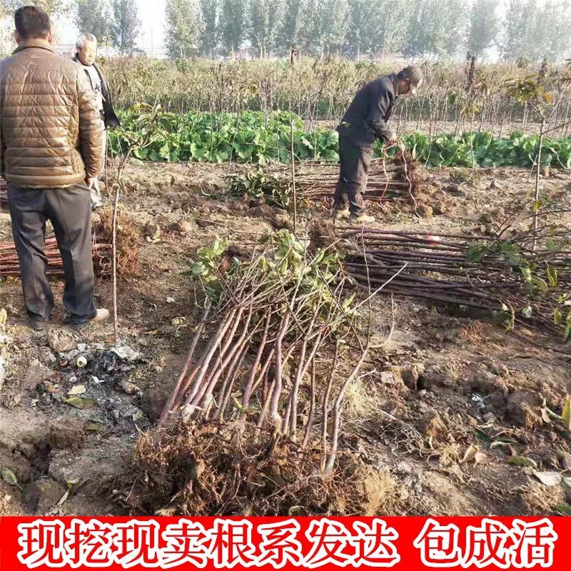 俄罗斯8号大樱桃苗产量高易成活品质保证