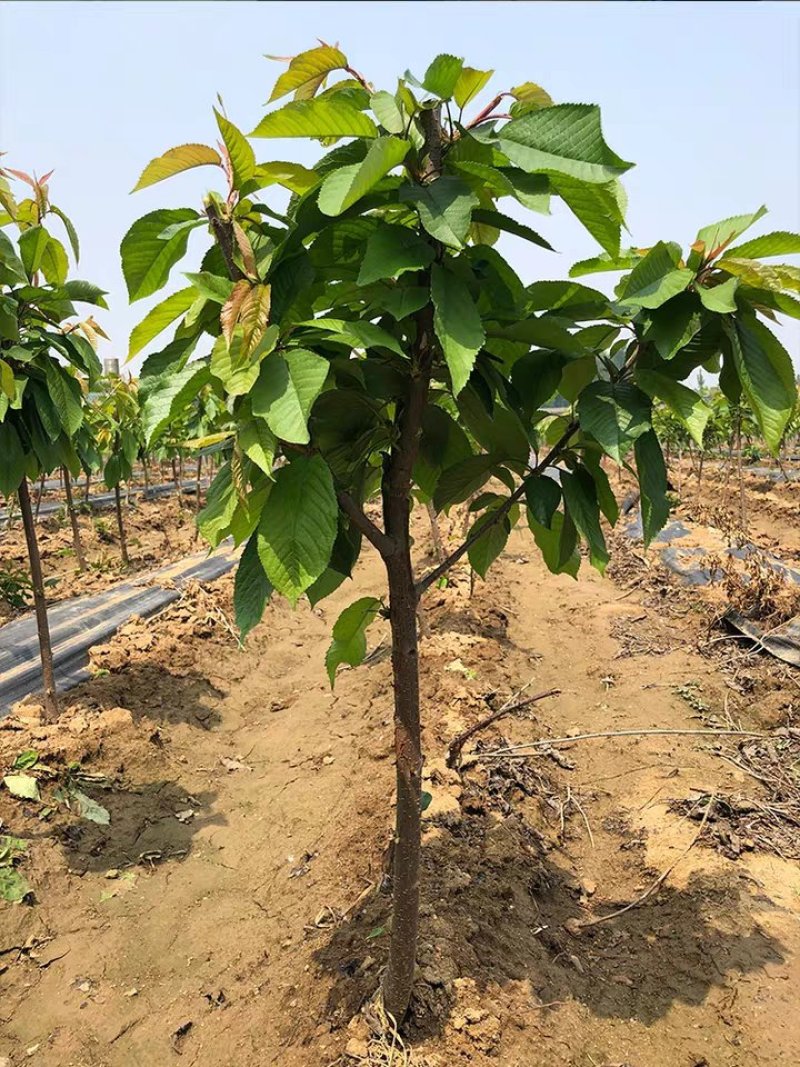 俄罗斯8号大樱桃苗产量高易成活品质保证