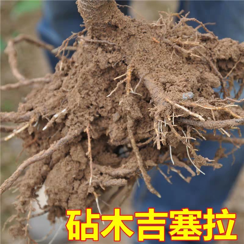俄罗斯8号大樱桃苗产量高易成活品质保证