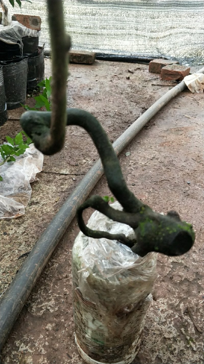 金蛋子，弯弯绕绕的，小山灌木